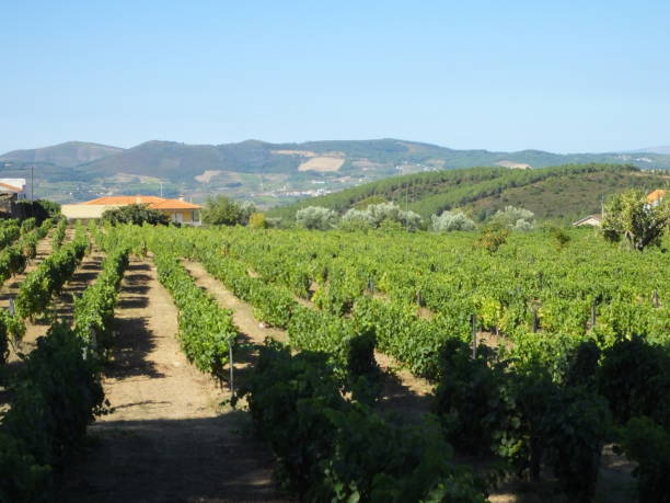 Arruda dos Vinhos wine route