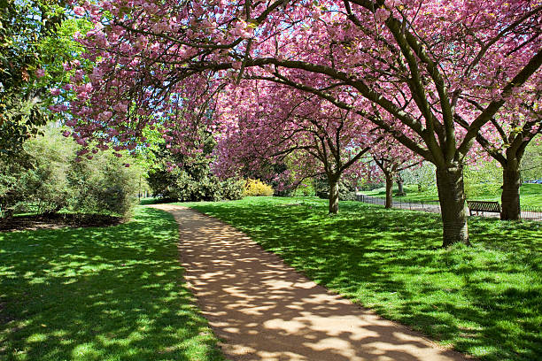 St jamess park cherry blossom 3