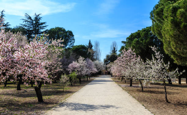 Quinta de los Molinos (almond blossoms in spring)